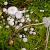 Collybia cookei, Gelbknolliger Sklerotienrübling